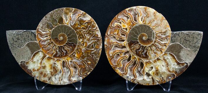 / Inch Split Ammonite Pair #3332